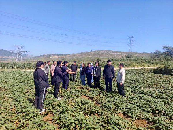 国融资管 今秋红薯遭遇阴雨寡照天 甘薯产业科技特派员帮解难