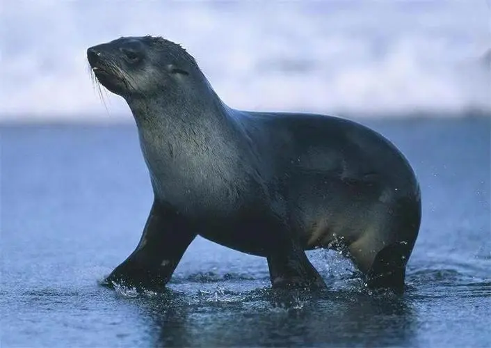 高忆配资 区分海狗和海豹，作为水生哺乳动物，两者之间有什么区别呢？