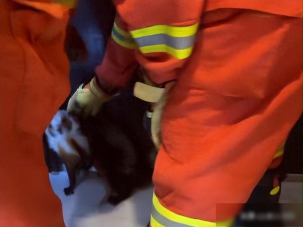 倍操盘 遵义汇川：“迷路”红白鼯鼠误闯居民区，消防员深夜解救！